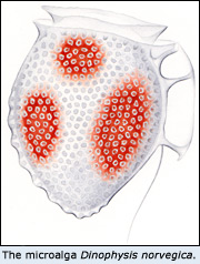 The microalga Dinophysis norvegica.