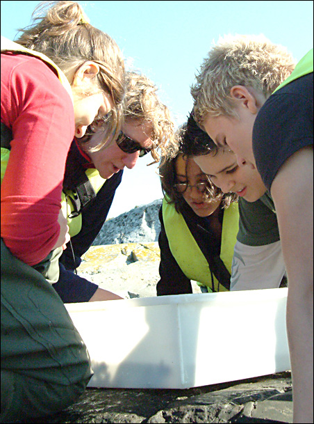 Pupils studying organisms in tray