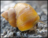 Periwinkle. Photo Patrik Larsson.