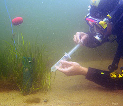 Diver sampling