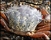 Shore crab. Phot Erik Selander.