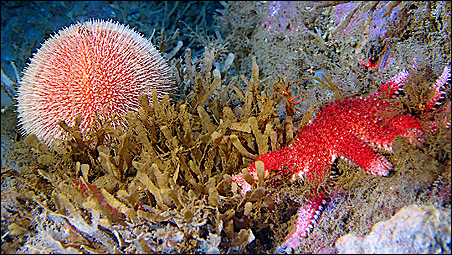 Seaurchin and seastar