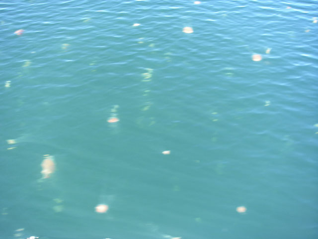 IMGP5916