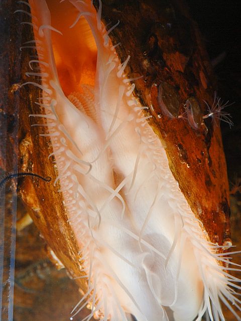 Excavated fileclam
