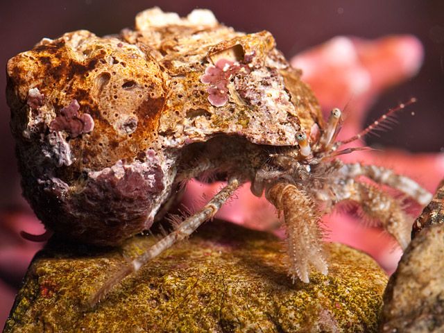 Hairy hermit crab