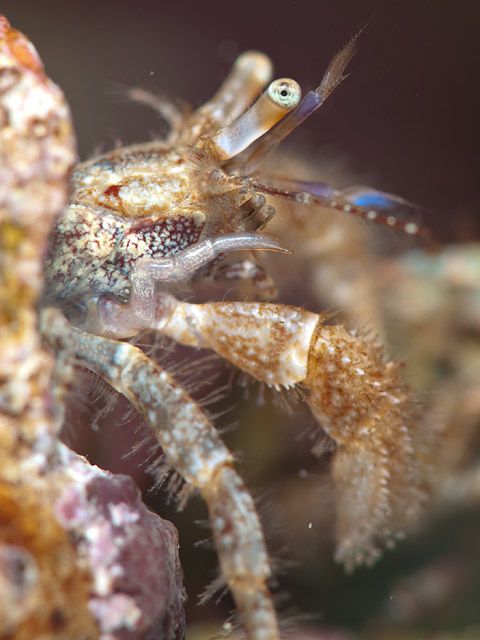 Hairy hermit crab