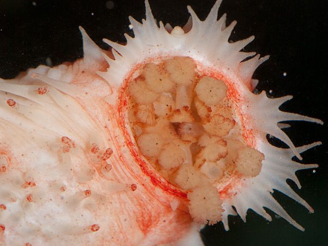 A sea cucumber