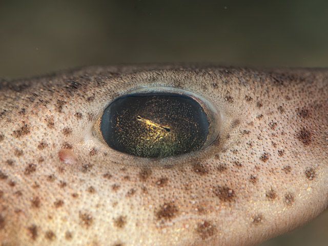 Small-spotted catshark