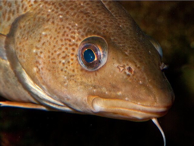 Cod