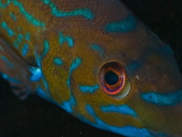  Male cuckoo wrasse