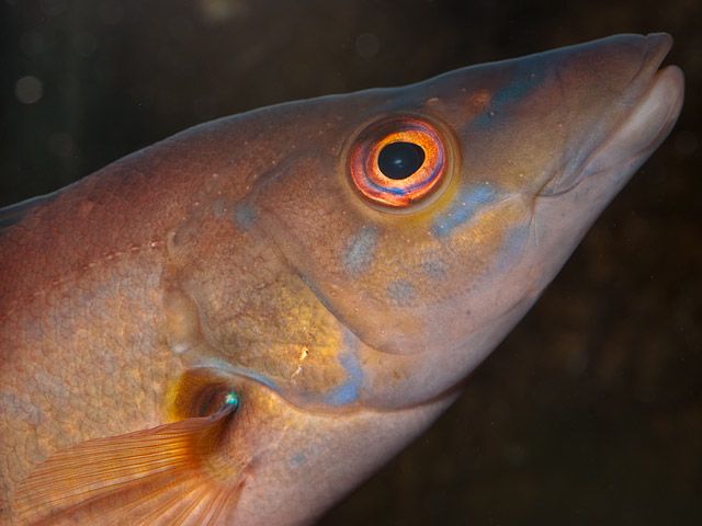 Female cuckoo wrasse