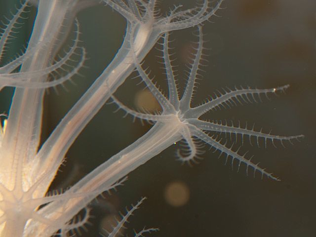 Tentacles of Dead men´s fingers