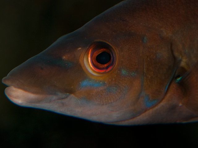 Female cuckoo wrasse
