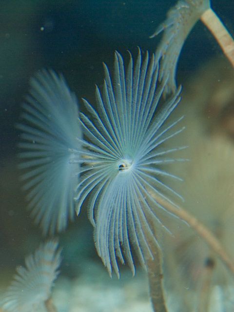 Peacock worm