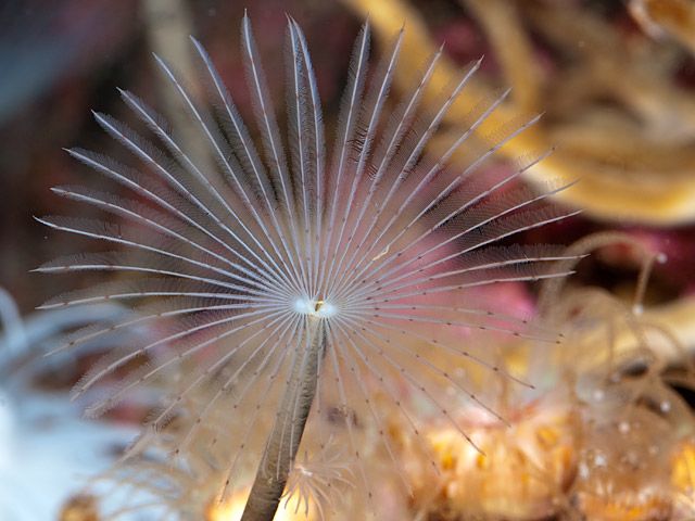 Peacock worm