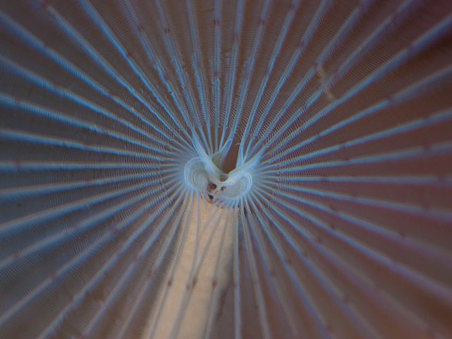 Peacock worm